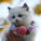CAT PRODUCTS
