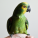 BIRD PRODUCTS